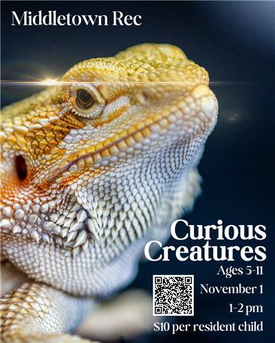 curious creatures 11.25