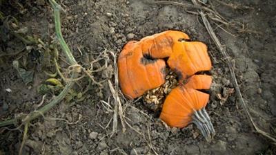 Compost Pumpkin